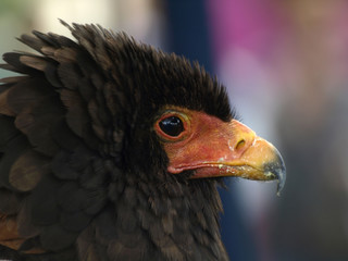 aguila