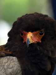 aguila