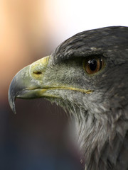 aguila