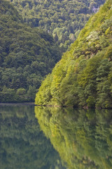 Fototapeta na wymiar Grünes Spiegelbild