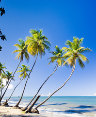 Northern coast of Trinidad; Caribbean