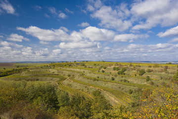 vineyards, Czech Republic
