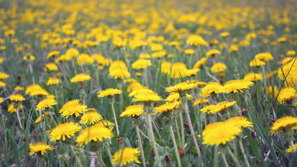 Field with dandelions. Shallow DOF.