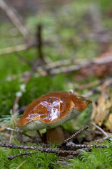 Fototapeta premium mushroom (talcum powder)