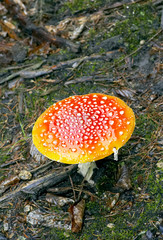 toadstool