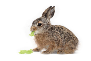 isolated easter rabbit