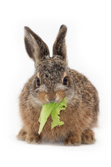 Isolated european hare