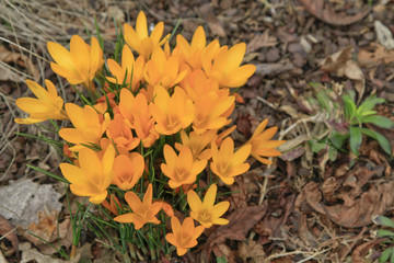 Krokus im Garten