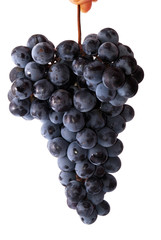 blue grapes