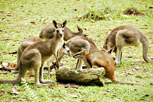 kangaroos