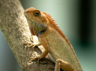 Iguana