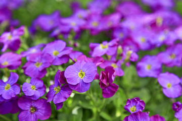 Fototapeta premium Lila Gartenblume