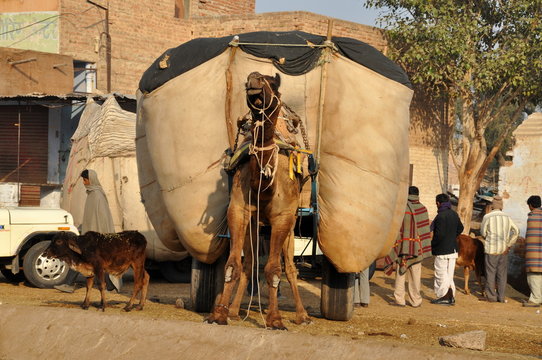 Dromadaire et fardeau