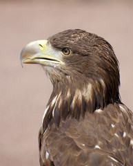 scottish sea eagle profile