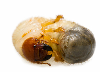 Wriggle June Bug Larva © abet