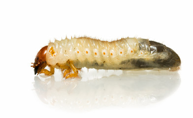Macro picture of farm vermin