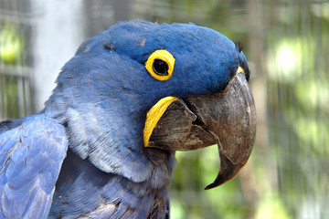 Hyacinth macaw