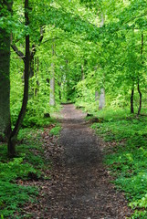 Obraz premium Laubwald