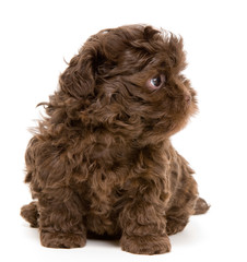 Lap-dog in studio on a neutral background