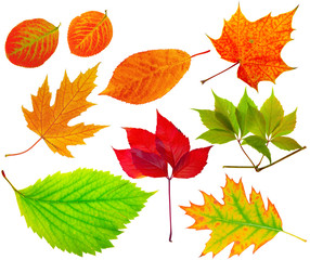 Herbarium. Collection of different leaves.