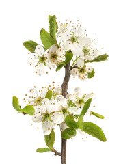 Schlehenblüte