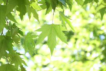 Fototapeta na wymiar tree branch with green leaves