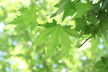 Fototapeta na wymiar tree branch with green leaves