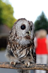 Wise owl sitting on branch