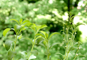 Stevia mit Blüte