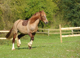 A horse running in field