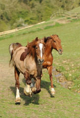 A horse running in field