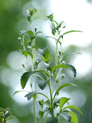 Stevia mit Blüten