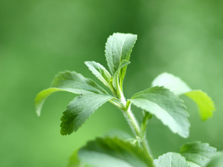 Stevia Honigpflanze