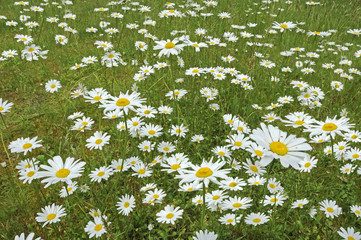 Blumen, Blumenwiese