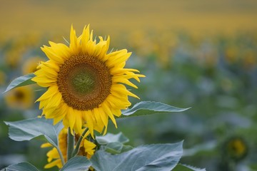 Fototapeta premium Sunflower