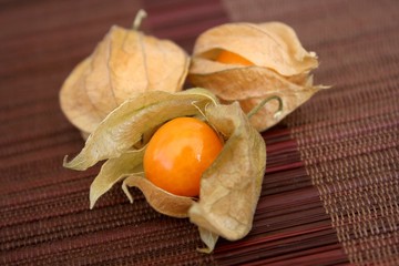 Physalis