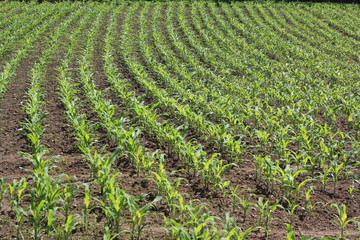Fototapeta na wymiar shoots of maize