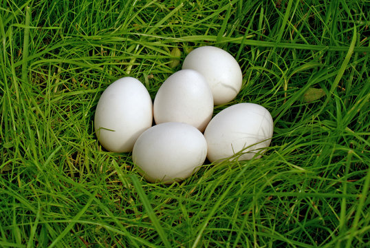 chicken egg upon green grass