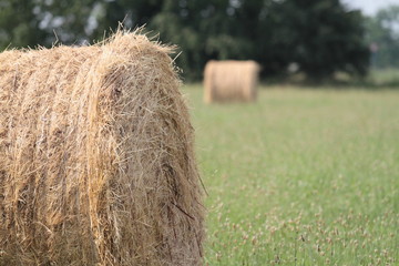 balla di fieno