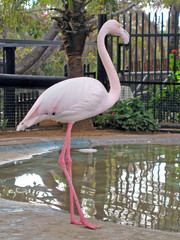 Pink flamingo