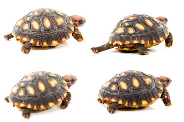 Fototapeta premium Tortoise