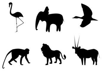 Africans animals