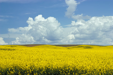 Obraz premium Rural Landscape