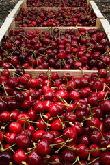 ceuillette des cerises - récolte à la main