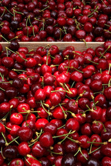 ceuillette des cerises - récolte à la main