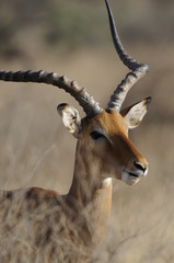 The Gerenuk (Litocranius walleri) male, Kenya, Africa