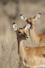 The Gerenuk (Litocranius walleri), Kenya, Africa