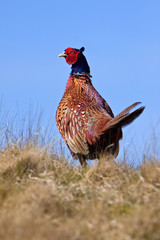 Pheasant male bird in the dunes