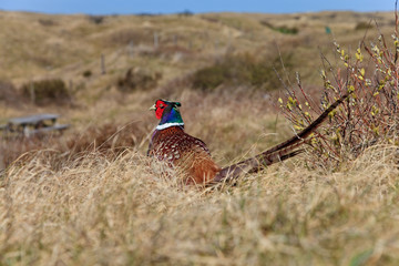 Pheasant male bird in the dunes