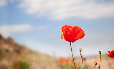 amapola contra el cielo